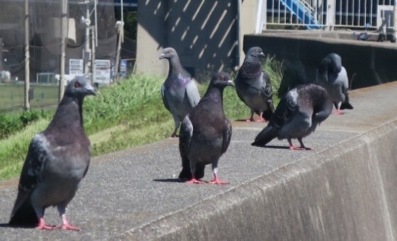 現地調査のサムネイル画像